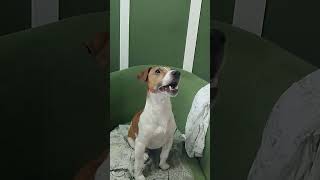 #джекрасселтерьер ❤️❤️❤️Катки🥰Герман,Честно, Бастер