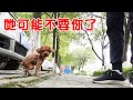 好心人救下一隻流浪貴賓犬，寄養在寵物店，不久後失去聯繫了...