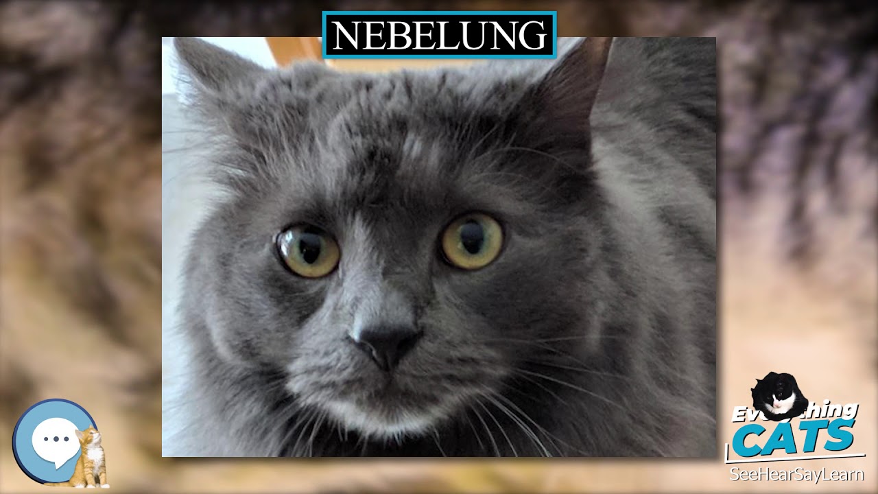 40++ Nebelung cat vocal cat pics, cats, cute cats