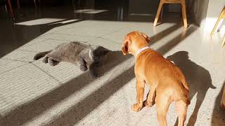 How to introduce a vizsla puppy to a cat