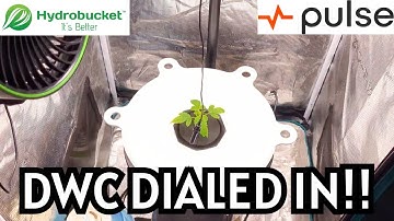 Unlocking Full DWC Control: HydroBucket & Pulse Res Kit in Action