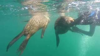 Snorkelling With Sea Lions In Valdes, Patagonia