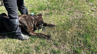VENDETTA tracking CANE CORSO training, 1 h. old track,60F 15mph💨 #canecorso #dogtraining #dog by Ivy League Cane Corso Kennel 970 views 1 month ago 10 minutes, 11 seconds