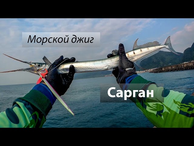 Восточно-Китайское море. Сарган. Береговой морской джиг.