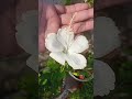 Different types of hibiscus 🌺 #trendingshorts #terraceflowers #hibiscusplant #viralshort #nature