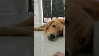 The dogs tongue watered after seeing the human eating dog goldenretriever doglover puppy