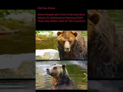 Grizzly Bears In Yellowstone