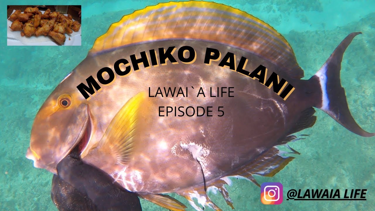 MOCHIKO PALANI CATCH AND COOK (EPISODE 5)