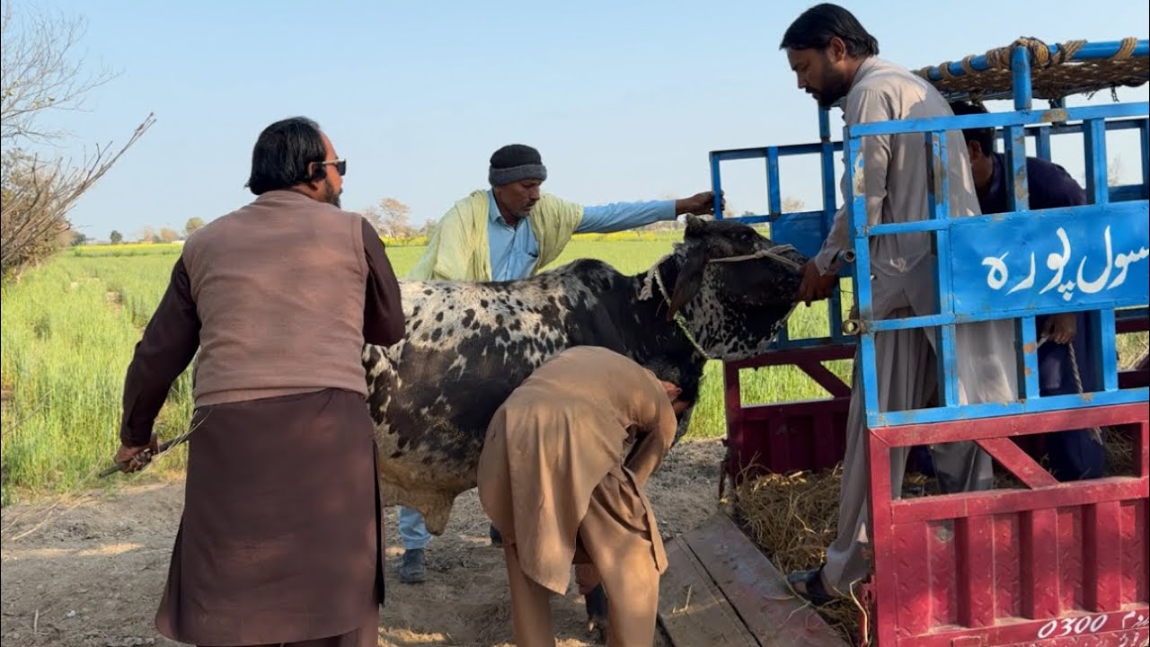 Aaj Hamari Gaaye Chali Gai 😭 | Bohat Bada Nuksan Ho Gaya