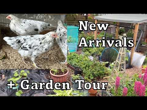 Introducing my New Hens + A Kitchen Garden Tour | Beyond the Garden Gate