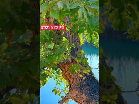 GÜLCİHAN KOÇ //