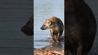 Hyena Bathing #hyena #bTh #wildlifephotography #safari