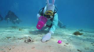 Scuba Diving Easter Bunny Conducts Underwater Egg Hunt In Florida Keys - 2024