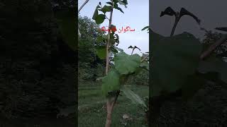 Sagwan Teek Wood Farming In Stan