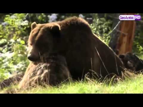 برنامج وثائقي خلق ليفترس الدب الرمادي HD 