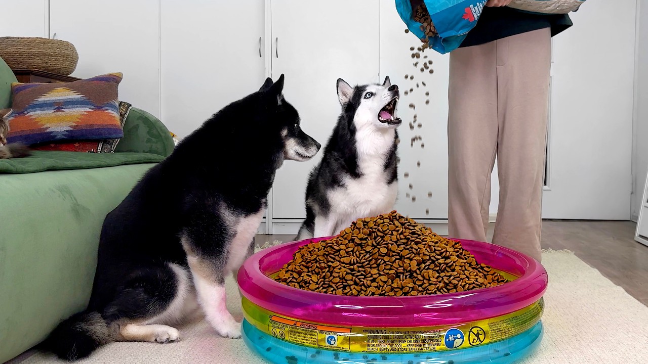 Husky Dogs are Shocked to See a a Pool FULL of Food