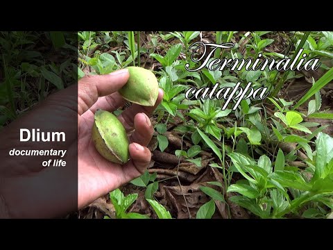 Sea almond (Terminalia catappa) - part 2