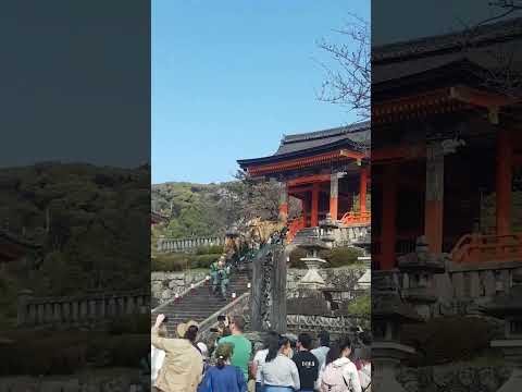 Dragon Festival Kiyomizu Temple Kyoto 🌄🗾 #kyoto #kiyomizu #dragon