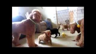 Red and black standard poodle puppies playing inside