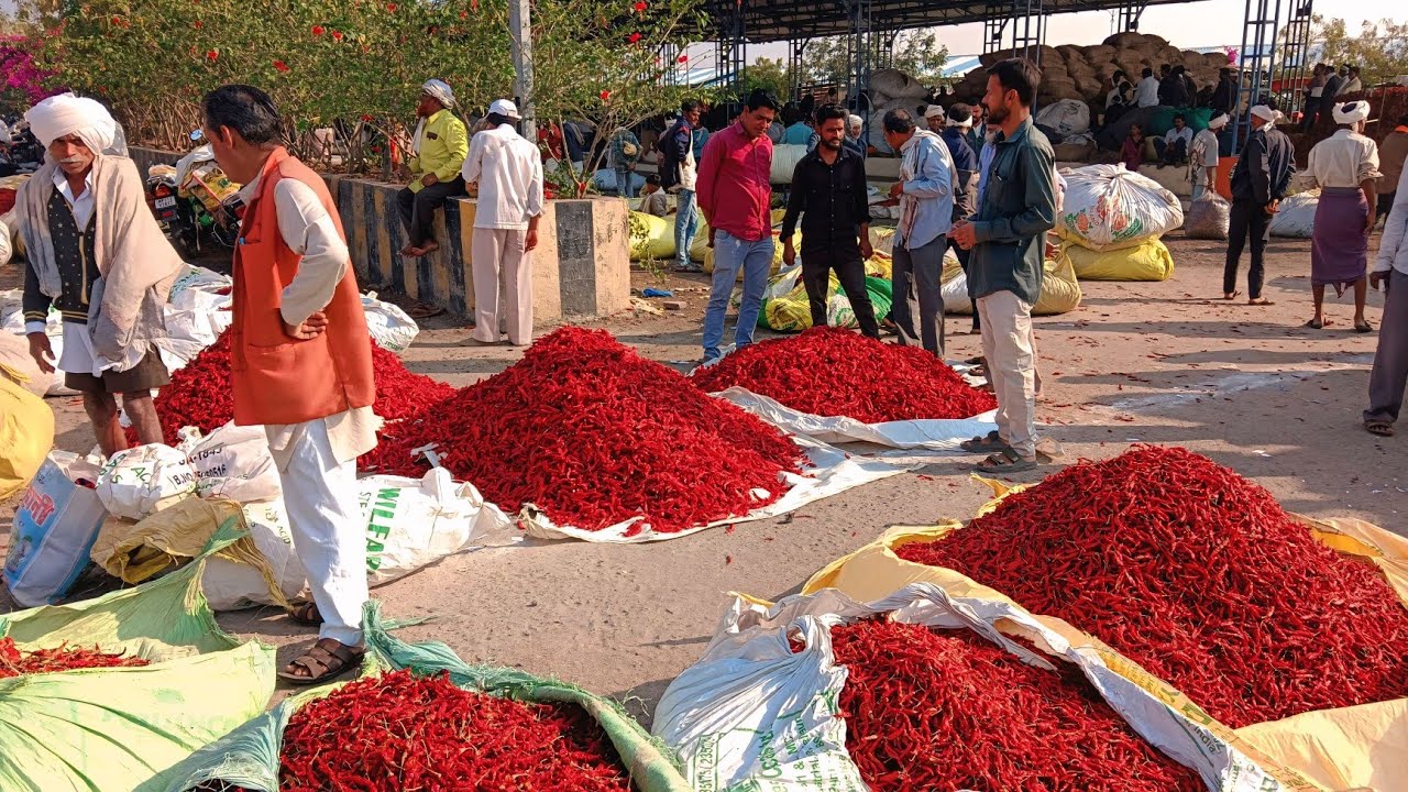 कुक्षी अंबाडा मिर्ची मंडी का हाल || बाजार में बदलाव aaj ka kukshi mirchi mandi Bhav || मिर्ची मंडी 