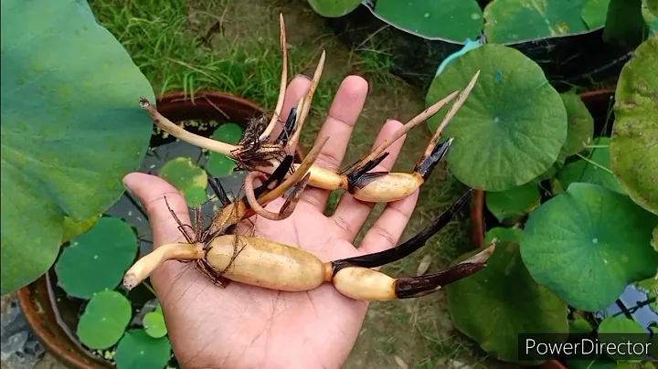 Growing lotus from tuber/rhizome - DayDayNews