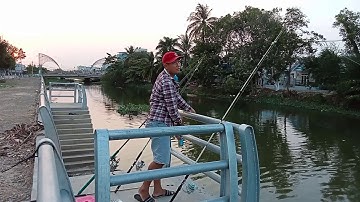 Điểm câu bờ kè Gò Công lên cá liên tục cả nhà ơi. #tuannguyen.#cauca.#GoCong. #mientay.