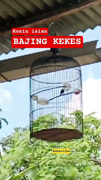 KONIN ISIAN BAJING KEKES #konin #kolibrininja #masteranjernih #burung #birds #animals #videoviral