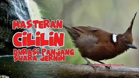MASTERAN CILILIN GACOR‼️SUARA JERNIH | ROLL TEMBAK