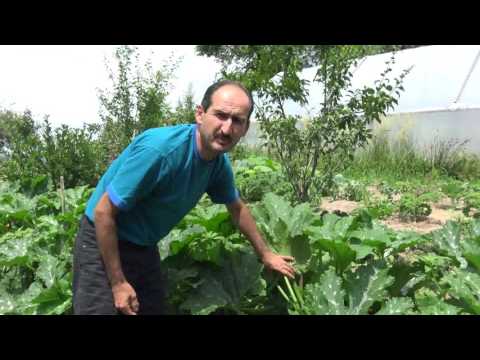 Video: Benincasa, Dovleac De Ceară