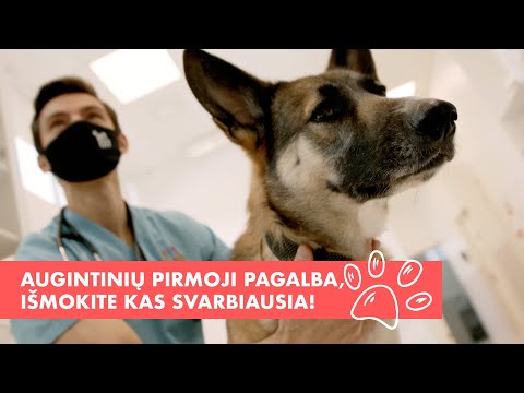 Video: Kokosų aliejaus nauda, kad šveitimas jūsų šunų dantis