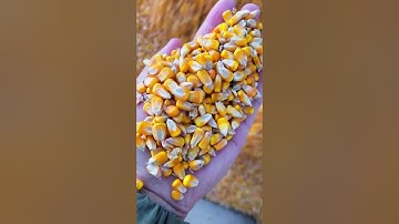 Corn kernel loading process- Good tools and machinery make work easy