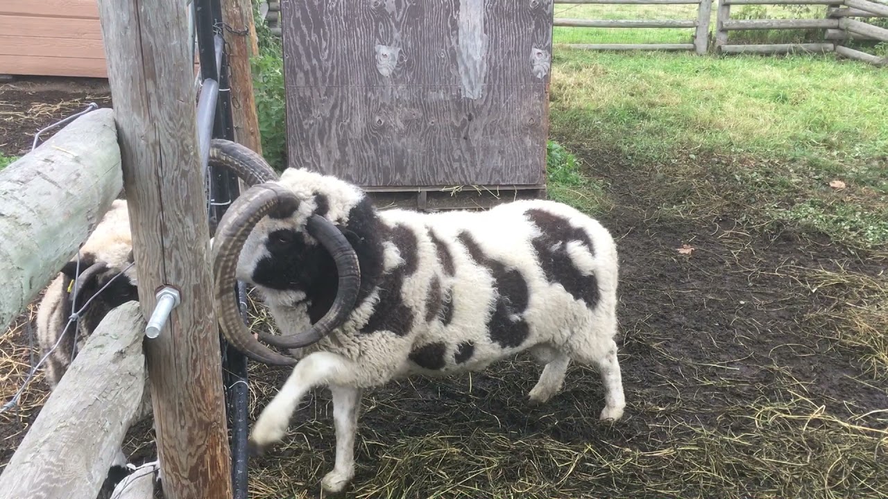 Four horned sheep getting chirped.