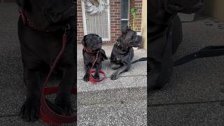 Always training these beasts.           #corso #dogbreed #dog #canecorsolovers #canecorso #mastiff