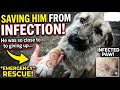 SAVING HIM FROM INFECTION     #doginfection #emergency #dogfeeding #doginjury 