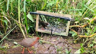 BURUNG TIKUSAN MONDAR MANDIR KAYA SAPAM part#12