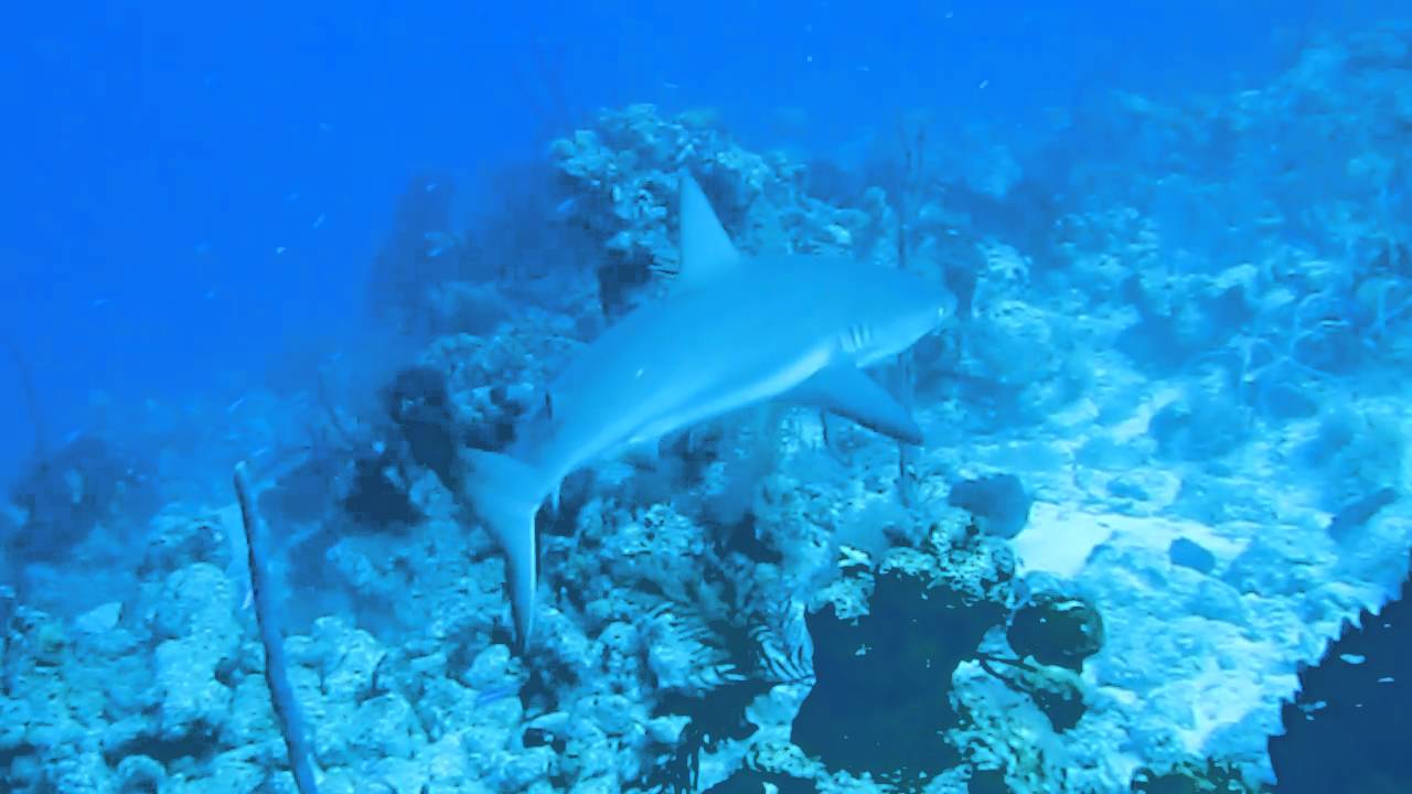 San Salvador Reef Sharks - YouTube