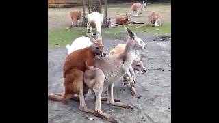 Kangaroo making love in winter Times