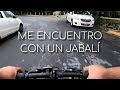 EN BICICLETA AL TRABAJO  Y ME SALE UN JABALI