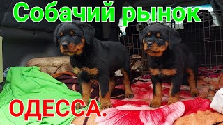 Собачий рынок Одесса. Староконный рынок. Продажа собак и кошек. Топ 5 собак. Птичий рынок. #собака