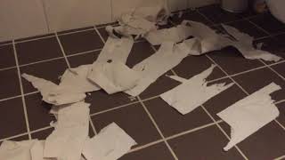 Isidor the Egyptian Mau Cat vs toilet paper by Isidor the Egyptian Mau Cat 40 views 4 years ago 31 seconds
