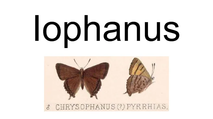 Iophanus