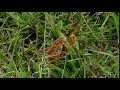 Red Grasshoppers in the Everglades Part 2