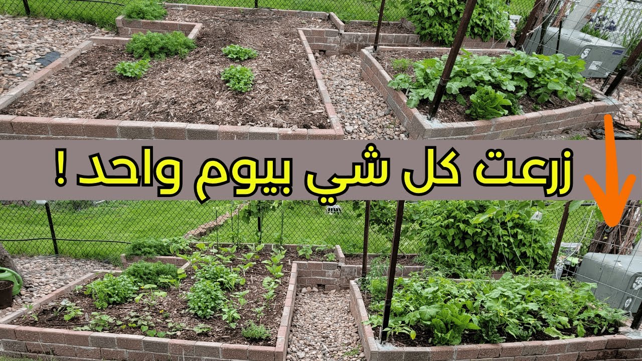 زرعت و نظمت كل الخضار بيوم واحد! تعالوا شوفوا النتيجة