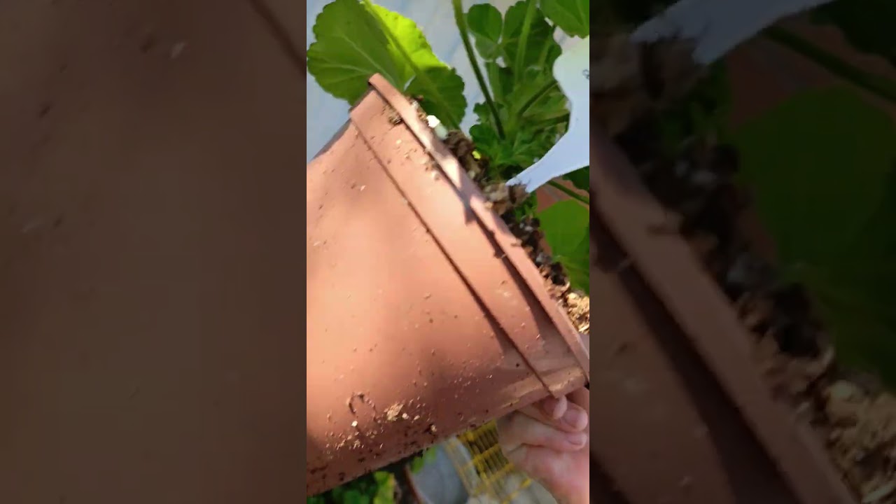 Пеларгония Сим Модница и немного пробежимся по клумбам