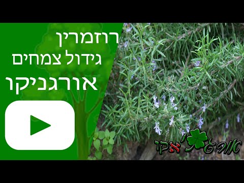 וִידֵאוֹ: הדרך הנכונה להשקות צמח רוזמרין