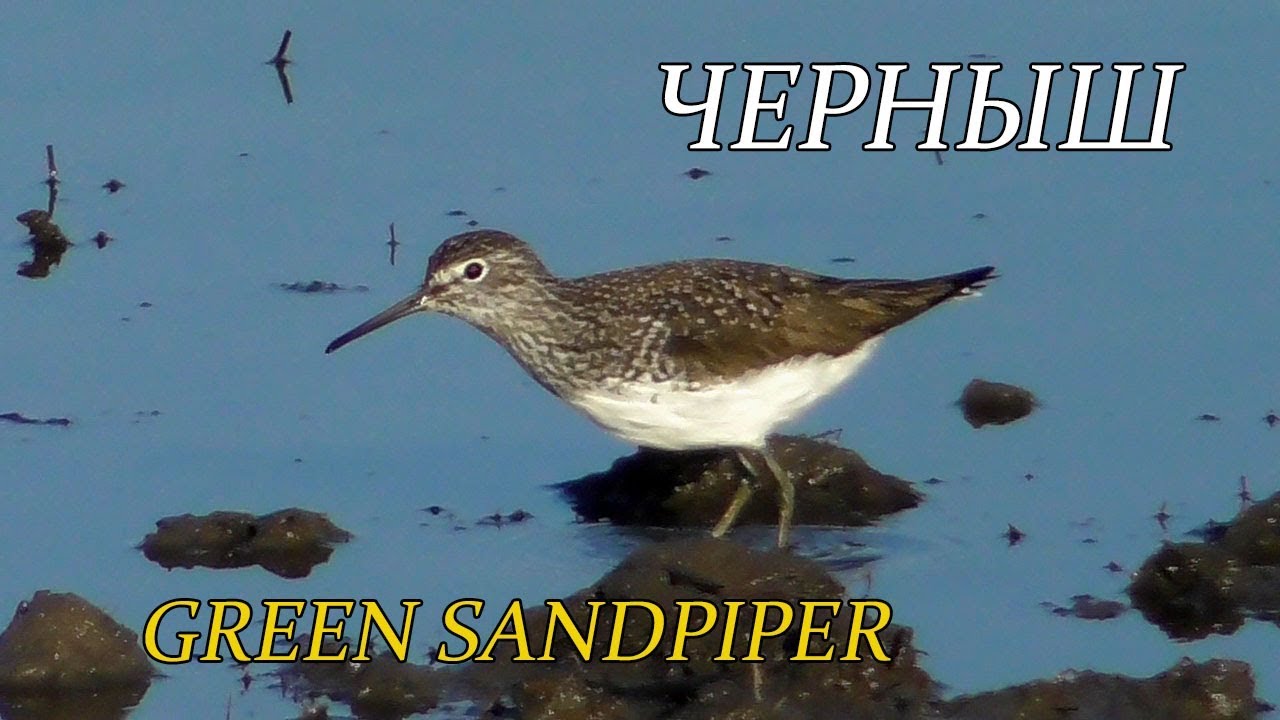 Черныш / Green Sandpiper / Tringa ochropus