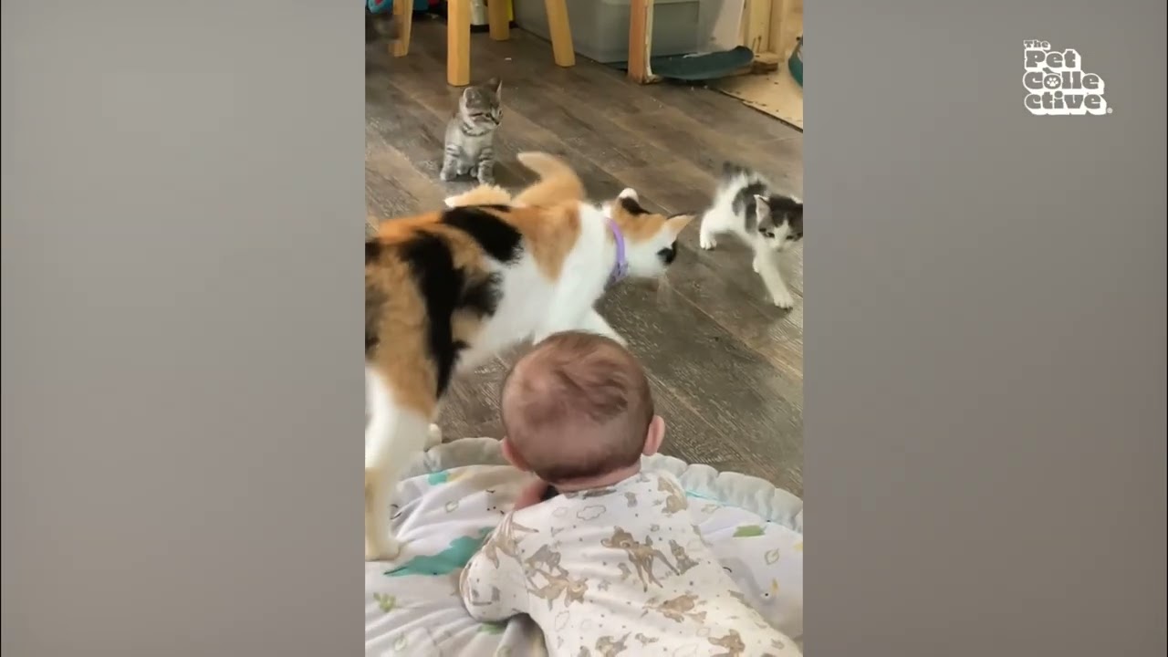 Cute Puppies & Kittens Melt Hearts: Ultimate Animal Cuteness Overload! 