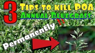 3 steps to kill POA, annual Bluegrass permanently! plus Image Herbicide.