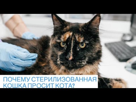 Почему стерилизованная кошка просит кота?