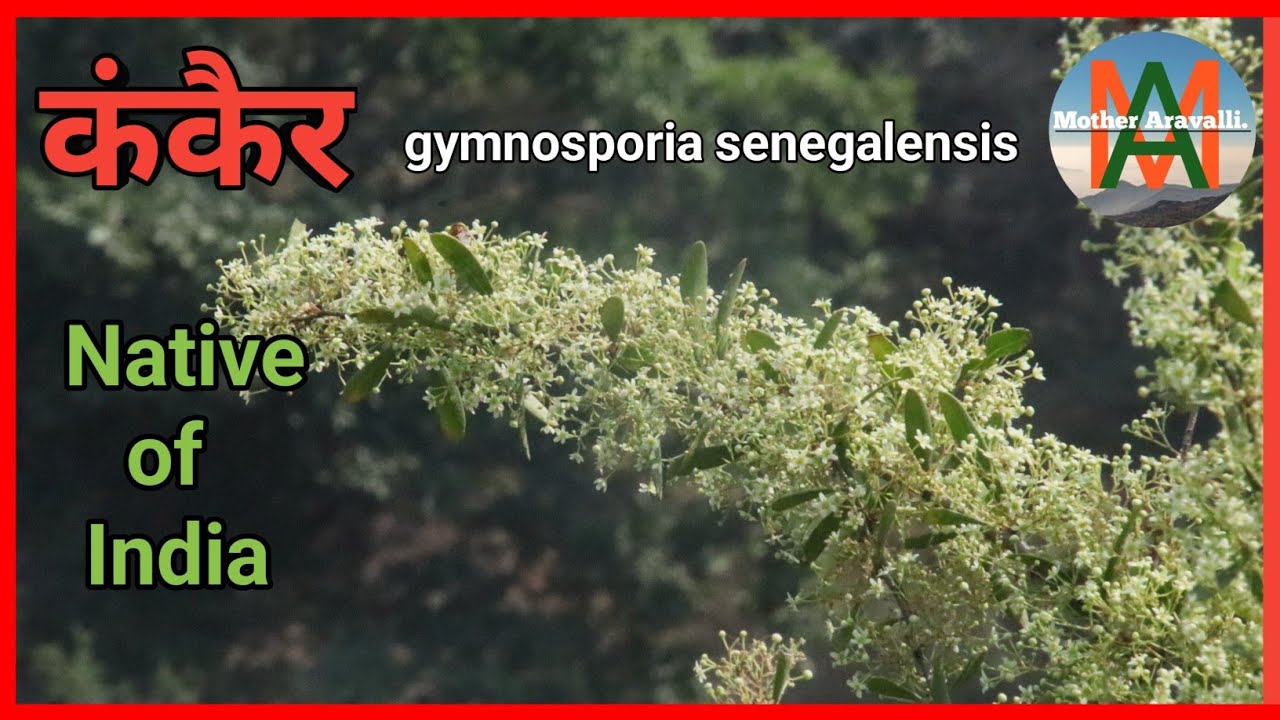 कंकैर वृक्ष, Gymnosporia senegalensis, Red spike thorn, Native of India